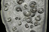 Tall Concretion with Ammonite (Eleganticeras) Fossils - England #171254-5